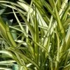 Phormium Cream Delight - Lin Des Montagnes. -Jardin De Fleurs Magasin Phormium Cream Delight 83414 1