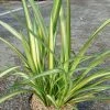 Phormium Golden Ray - Lin De Nouvelle-ZÃ©lande -Jardin De Fleurs Magasin Phormium Golden Ray 83419 1