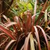 Phormium Pink Panther - Lin De Nouvelle-ZÃ©lande
