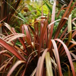 Phormium Pink Panther - Lin De Nouvelle-ZÃ©lande