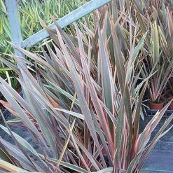 Phormium Rainbow Queen - Lin De Nouvelle-ZÃ©lande