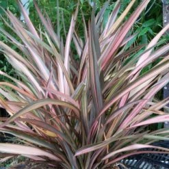 Phormium Rainbow Sunrise - Lin De Nouvelle-ZÃ©lande