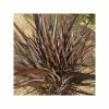 Phormium Special Red - Lin De Nouvelle-ZÃ©lande -Jardin De Fleurs Magasin Phormium Special Red 89994 1