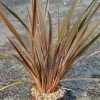 Phormium Sundowner - Lin De Nouvelle-ZÃ©lande -Jardin De Fleurs Magasin Phormium Sundowner 83515 1