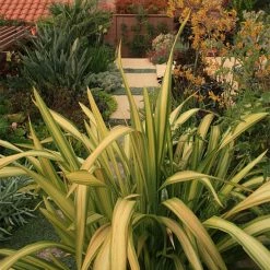 Phormium Tenax Yellow Wave - Lin De Nouvelle-ZÃ©lande