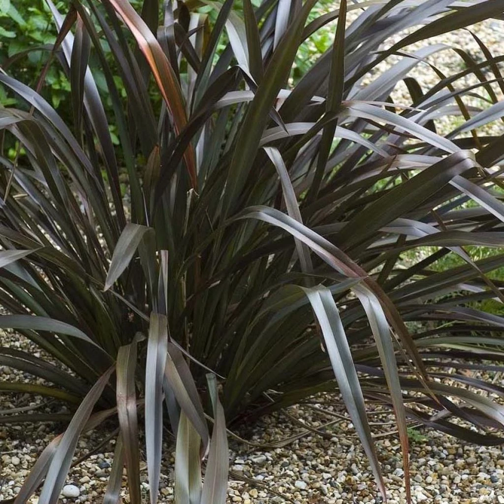 Phormium Cookianum Black Adder - Lin Des Montagnes. 1 Phormium Cookianum Black Adder - Lin Des Montagnes.