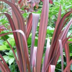Phormium Tenax Evening Glow - Lin De Nouvelle-ZÃ©lande