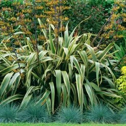 Phormium Tenax Variegatum - Lin De Nouvelle-ZÃ©lande