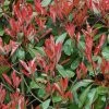 Photinia Little Red Robin -Jardin De Fleurs Magasin Photinia Fraseri Little Red Robin 781765 1
