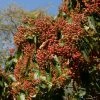 Photinia Beauverdiana Var. Notabilis -Jardin De Fleurs Magasin Photinia beauverdiana var notabilis 87148 1