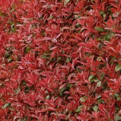 Photinia Fraseri CarrÃ© Rouge
