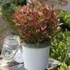 Photinia Fraseri Chico