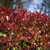 Photinia Fraseri Devil's Dream -Jardin De Fleurs Magasin Photinia fraseri Devil s Dream IF 17927 1