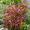 Photinia Fraseri Little Fenna -Jardin De Fleurs Magasin Photinia fraseri Little Fenna copyright 17928 1