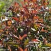Photinia Fraseri Red Ballcoon -Jardin De Fleurs Magasin Photinia fraseri Red Ballcoon V 19040 1