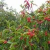 Photinia Niitakayamensis -Jardin De Fleurs Magasin Photinia niitakayamensis 87150 1
