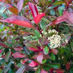 Photinia Fraseri Baton Rouge