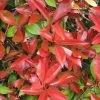 Photinia Fraseri Dicker Toni 2 Photinia Fraseri Dicker Toni -Jardin De Fleurs Magasin Photinia fraseri Dicker Toni 84197 1