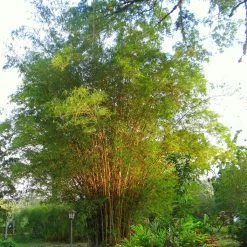 Bambou DorÃ© - Phyllostachys Aurea