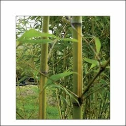 Phyllostachys Bambusoides Castilloni Inversa - Bambou GÃ©ant