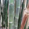 Phyllostachys Parvifolia - Bambou GÃ©ant -Jardin De Fleurs Magasin Phyllostachys parvifolia 85246 3