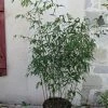 Phyllostachys Rubromarginata - Bambou Moyen 2 Phyllostachys Rubromarginata - Bambou Moyen -Jardin De Fleurs Magasin Phyllostachys rubromarginata 84914 1