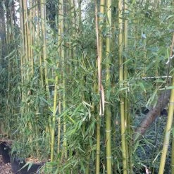 Phyllostachys Viridiglaucescens - Bambou GÃ©ant