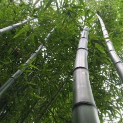 Phyllostachys Vivax Huangwenzhu - Bambou GÃ©ant
