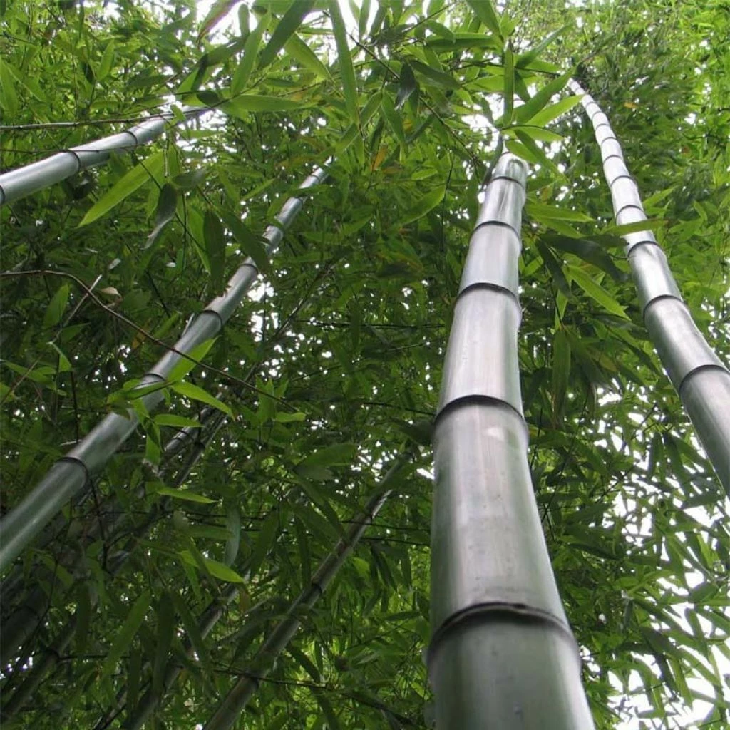 Phyllostachys Vivax Huangwenzhu - Bambou Géant 1 Phyllostachys Vivax Huangwenzhu - Bambou Géant