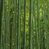 Phyllostachys Vivax MacClure (type) - Bambou GÃ©ant -Jardin De Fleurs Magasin Phyllostachys vivax MacClure 85247 1