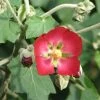 Phymosia Umbellata 2 Phymosia Umbellata -Jardin De Fleurs Magasin Phymosia umbellata 85303 1