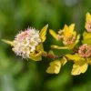 Physocarpus Opulifolius Tiny Wine Gold -Jardin De Fleurs Magasin Physocarpus opulifolius Tiny Wine Gold copyright 1007661 1