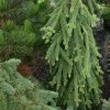 Picea Abies Frohburg - Epicea Pleureur 2 Picea Abies Frohburg - Epicea Pleureur -Jardin De Fleurs Magasin Picea abies Frohburg 0675002 1