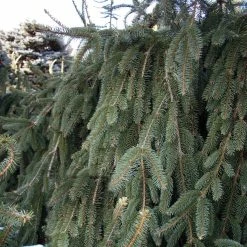 Ã‰picÃ©a Pleureur - Picea Abies Inversa