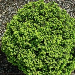 Ã‰picÃ©a Nain - Picea Abies Little Gem 2L/3L