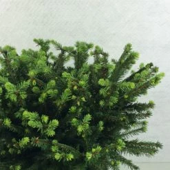 Epicea Commun - Picea Abies Maxwellii