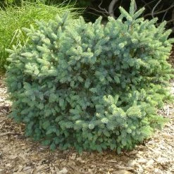 Ã‰pinette Blanche - Picea Glauca Cecilia