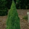 Picea Glauca Laurin - Epinette Blanche -Jardin De Fleurs Magasin Picea glauca Laurin 0690002 1
