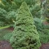 Epinette Blanche - Picea Glauca Rainbow's End -Jardin De Fleurs Magasin Picea glauca Rainbow s End 0691002 1