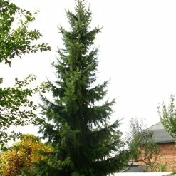 Ã‰picÃ©a De Serbie Nana - Picea Omorika