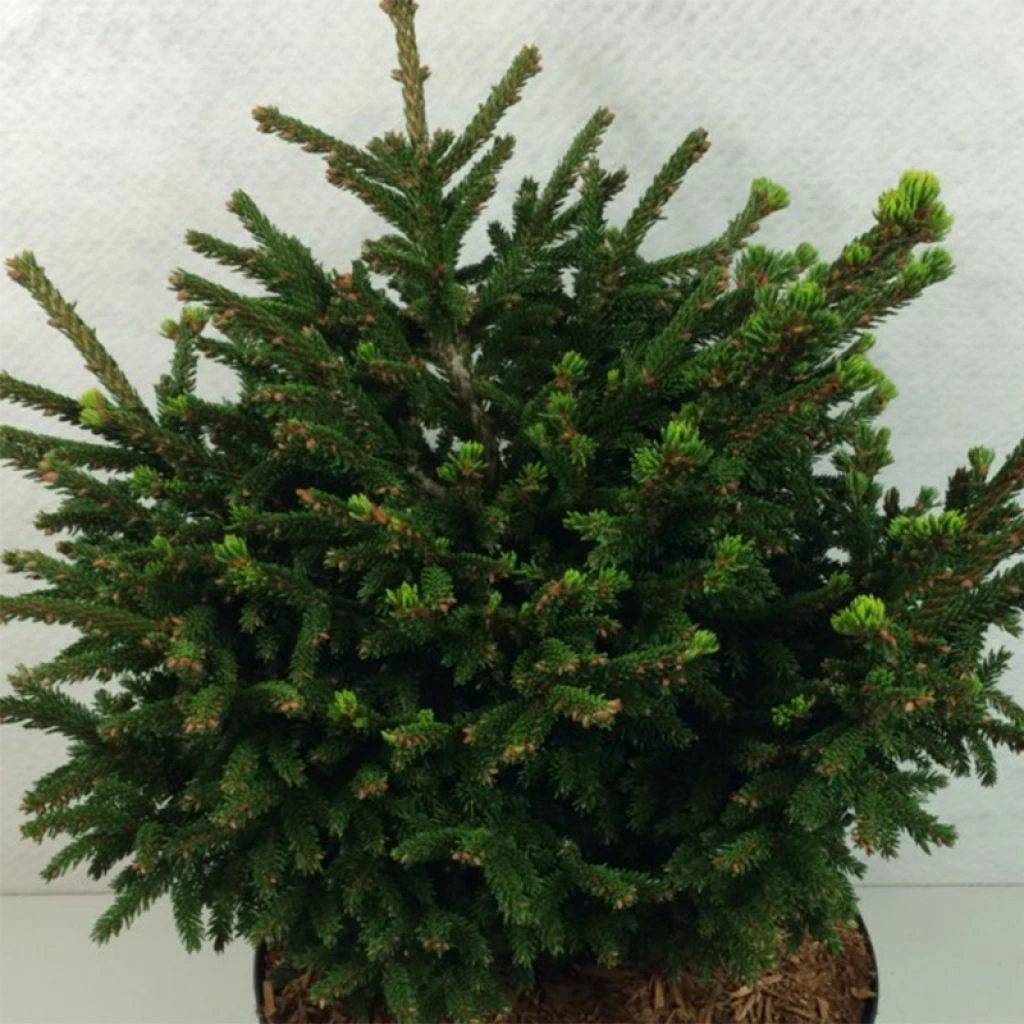 Picea Orientalis Barnes - Sapinette D'Orient 1 Picea Orientalis Barnes - Sapinette D'Orient