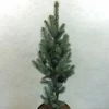 Epicea Bleu - Picea Pungens Iseli Fastigiate -Jardin De Fleurs Magasin Picea pungens Iseli Fastigiate 0711002 1
