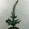 Picea Pungens Iseli Foxtail - Epicea Bleu -Jardin De Fleurs Magasin Picea pungens Iseli Foxtail 712002 1