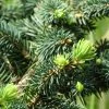 Epicea Bleu - Picea Pungens Sonia -Jardin De Fleurs Magasin Picea pungens Sonia C 715002 1