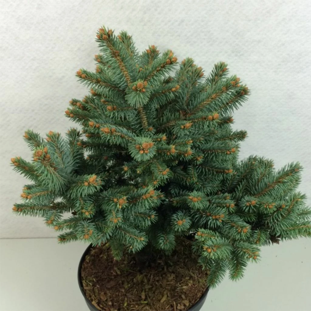 Epicea Bleu - Picea Pungens Thuem 1 Epicea Bleu - Picea Pungens Thuem