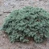 Epicea Bleu - Picea Pungens Waldbrunn -Jardin De Fleurs Magasin Picea pungens Waldbrunn 0717002 1