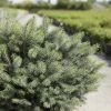 Épicéa De Sitka - Picea Sitchensis Nana 2 Épicéa De Sitka - Picea Sitchensis Nana -Jardin De Fleurs Magasin Picea sitchensis Nana IF 1007782 1