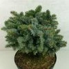 Epicea De Sitka - Picea Sitchensis Rom -Jardin De Fleurs Magasin Picea sitchensis Rom 719002 1