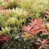 Andromède Du Japon - Pieris Japonica Flaming Silver 2 Andromède Du Japon - Pieris Japonica Flaming Silver -Jardin De Fleurs Magasin Pieris Flaming Silver 84205 1