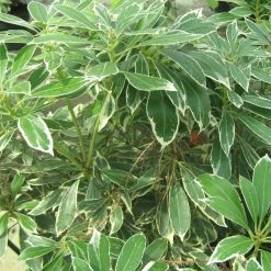 AndromÃ¨de Du Japon - Pieris Japonica Ralto Rose ('Opstal10'PBR)